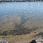 Muskrat Runs leading to a shoreline burrow in Rockford, MI